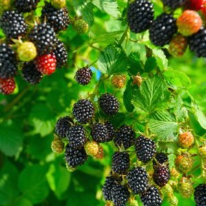 Wild Blackberries